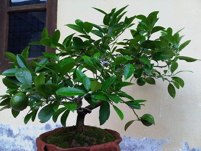 Top 5 loại cây trồng trong nhà vừa giúp thải sạch mọi khí độc lại kéo tiền về ùn ùn như nước lũ, gia đình hạnh phúc, sự nghiệp thăng tiến không ngừng