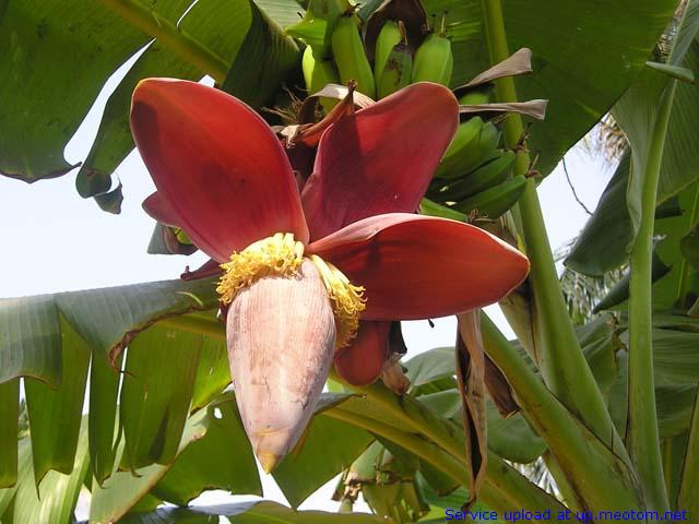 Thoát khỏi “ác mộng” đau dạ dày với nguyên liệu rẻ tiền, dễ kiếm nhưng rất hiệu quả