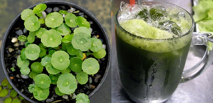 Mỗi ngày 1 cốc nước này cả đời không lo mắc bệnh tim mạch, luôn khỏe mạnh và thọ lâu