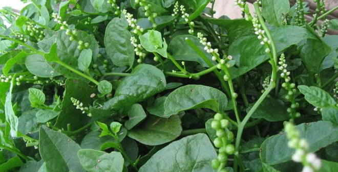 Giật mình trước những tác hại khôn lường của rau mồng tơi, bây giờ mới biết