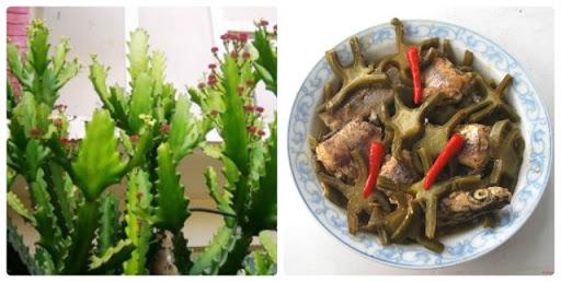 Hướng dẫn cách chữa đau khớp bằng cây xương rồng, khỏi hẳn không cần dùng thuốc tây