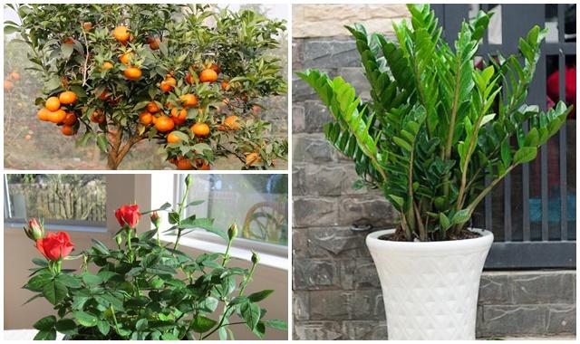 Cuối năm trồng ngay các cây này trong nhà, gia đình PHÁT TÀI PHÁT LỘC, may mắn đủ đường vì luôn được quý nhân phù trợ