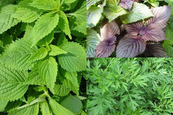 DA THIẾU SỨC SỐNG hay ĐEN đến đâu cũng phải TRẮNG HỒNG ngay đến đó khi xông hơi bằng chậu nước này