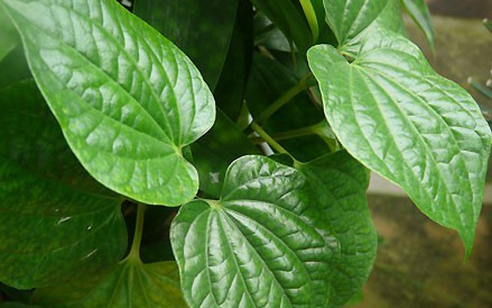 Ngậm nước lá lốt trong 5 phút – Bài thuốc dân gian đặc trị sâu răng, nhiệt miệng, viêm nướu siêu hiệu quả