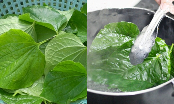 Ngậm nước lá lốt trong 5 phút – Bài thuốc dân gian này đặc trị sâu răng, nhiệt miệng, viêm nướu mà không cần uống thuốc kháng sinh