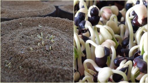 Mới lạ với cách làm giá đỗ đen bằng cát và công dụng tuyệt vời mà nó đem lại