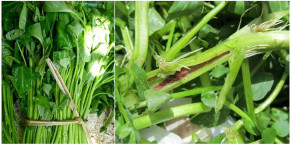 Đây chính là 4 loại rau chứa nhiều SÁN XƠ MÍT nhất, ăn ít thôi kẻo sán làm TRÀN DỊCH nội tạng, cơ thể ngày 1 héo mòn