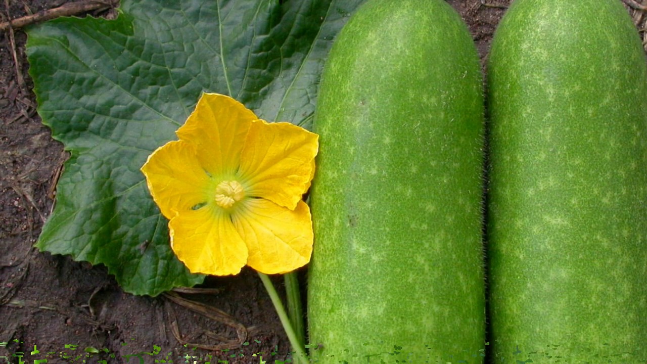 Cách giảm cân và đẹp da từ bí đao dễ áp dụng