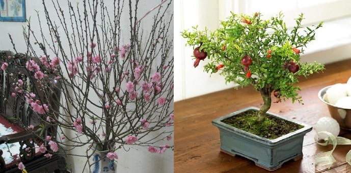 Top 8 loại cây PHÁT VƯỢNG, GIỮ CỦA cực tốt nên để trong nhà, chỉ cần có 1 trong số này thì gia chủ cứ sắm sẵn KÉT SẮT đi là vừa