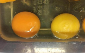 Nhìn lòng đỏ là biết ngay trứng SẠCH hay ĐỘC, tốt hay không, chị em nội trợ nhớ cho kĩ nhé