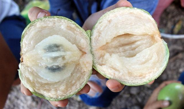 VÚ SỮA đang vào mùa vừa ngon vừa ĐẠI BỔ, bà bầu, trẻ nhỏ càng nên ăn cật lực để hấp thụ lượng Canxi và Vitamin nhiều vô đối