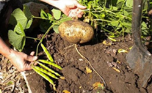 Khoa học chứng minh ăn 1 củ đậu sẽ sống lâu trăm tuổi và còn chữa được 4 bệnh sau