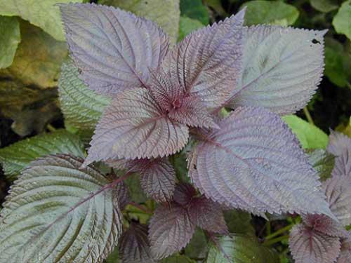 Bỏ túi cách mụn thịt tận gốc bằng bí quyết công thức dân gian