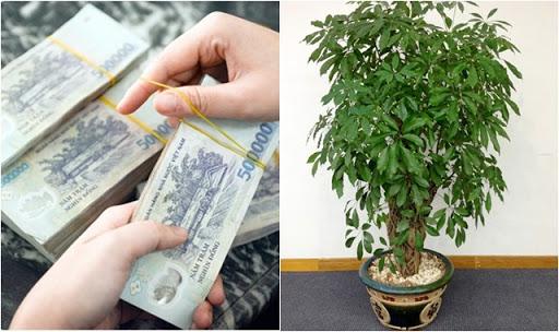 Cuối năm 2017, nhất định phải đặt 1 trong 5 loại cây cảnh PHÁT TÀI này trước CỬA NHÀ để tài lộc kéo về ùn ùn