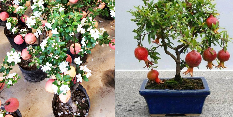 Đây là 4 loại cây đảm bảo MAY MẮN và TIỀN TÀI sẽ ùn ùn kéo tới nếu được trồng trong nhà