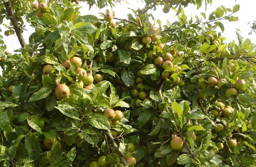 Bài thuốc hay từ TÁO MÈO trị dứt điểm bệnh cao huyết áp