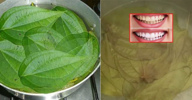 Bỏ ngay nước súc miệng hóa chất đi hãy dùng nước lá này đảm bảo răng TRẮNG SÁNG, miệng THƠM THO, hết VIÊM LỢI NHIỆT MIỆNG