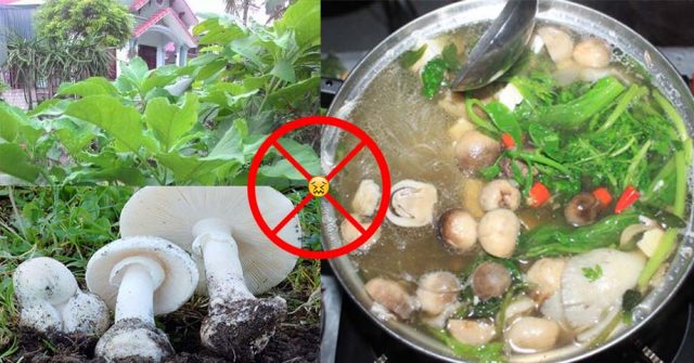 Những loại rau TUYỆT ĐỐI KHÔNG nhúng lẩu kẻo vừa ăn xong đã vội nhập viện