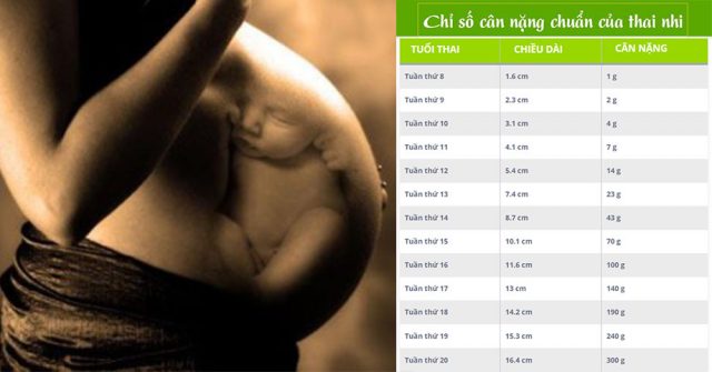 Bảng “chuẩn” CHIỀU CAO CÂN NẶNG của thai nhi - CHI TIẾT từng tuần tuổi