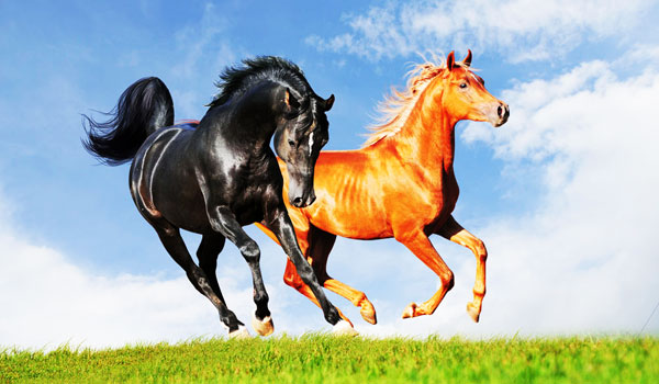 Top 3 con giáp càng ngày càng thông minh, nửa đời còn lại sống trong vinh hoa phú quý