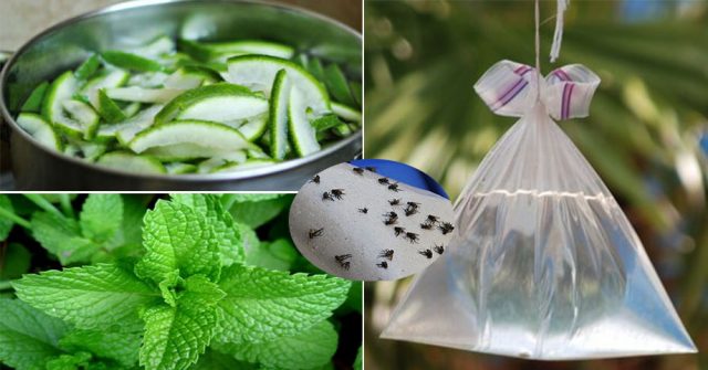 Mùa Hè đang đến: Mách nhỏ chị em 7 mẹo đuổi ruồi đơn giản, thông minh mà hiệu quả nhất!