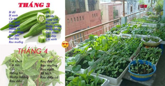“Thuộc nằm lòng” LỊCH TRỒNG RAU từng tháng này, cả nhà tha hồ RAU SẠCH, yên tâm mà ăn quanh năm