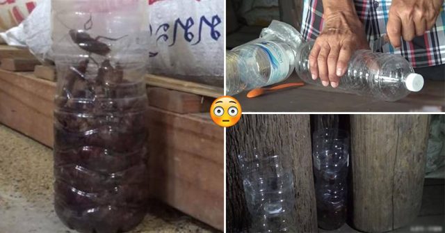 Cùng học cách người Thái DIỆT TRĂM CON GIÁN chỉ với một “chai nhựa” khiến cả thế giới muốn làm theo