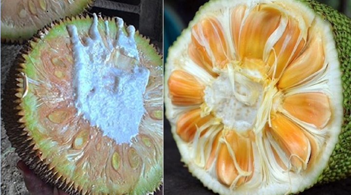 Cách phân biệt chuẩn mít chín ép do tiêm thuốc và mít chín cây