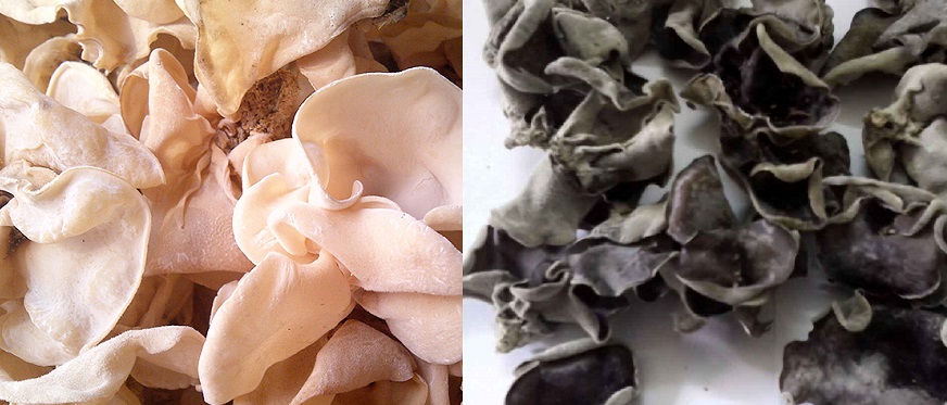 Tất cả đàn ông phụ nữ đều khỏi cao huyết áp, đau lưng hay mỏi gối bằng 3 bài thuốc quý giá này