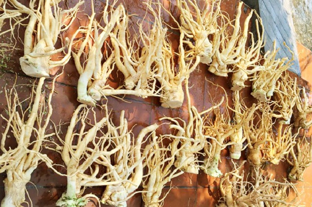 “Nhân sâm của người nghèo” – Từ lá đến rễ chỗ nào cũng quý như vàng mà ít ai biết để dùng