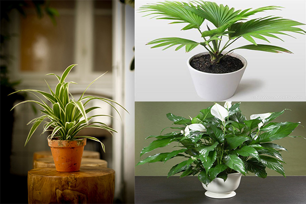 10 loại cây hút khí độc, tiêu diệt nấm mốc cực tốt nhất định nên trồng trong nhà mùa này