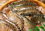 Cách chọn tôm, mực tươi không ngậm hóa chất