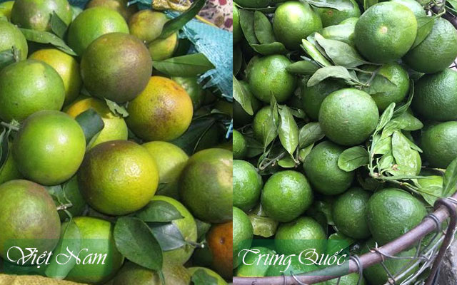Nghe dân buôn cam 20 năm chỉ cách phân biệt cam Tàu bơm hóa chất, ai cũng nên biết