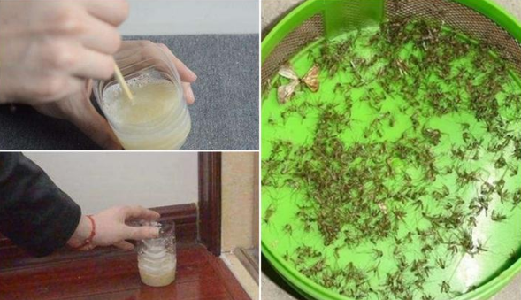 Cách diệt sạch muỗi trong nhà chỉ bằng một chút bia uống dở