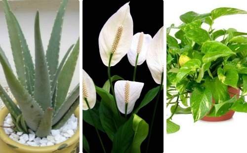 5 loại cây giúp hút sạch độc tố, diệt tế bào ung thư, rất tốt cho sức khỏe, cả đời không lo ung thư