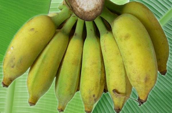 12 loại rau quả CỰC LỢI SỮA, móng giò cũng chẳng bằng, bố mách mẹ ngay kẻo mẹ LÃNG PHÍ BỎ QUA nha!