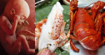5 món hải sản giàu CANXI bậc nhất, giúp thai nhi cứng cáp, chân dài bất chấp di truyền