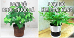 8 loại cây thanh lọc chất độc và loại bỏ bức xạ nhất định phải trồng trong nhà