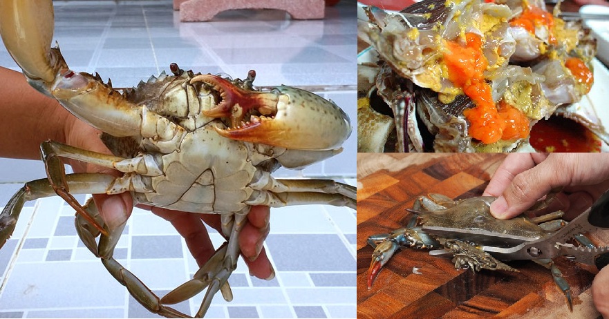Mua cua biển mà gặp loại này thà nghỉ ăn chứ đừng dại mang về