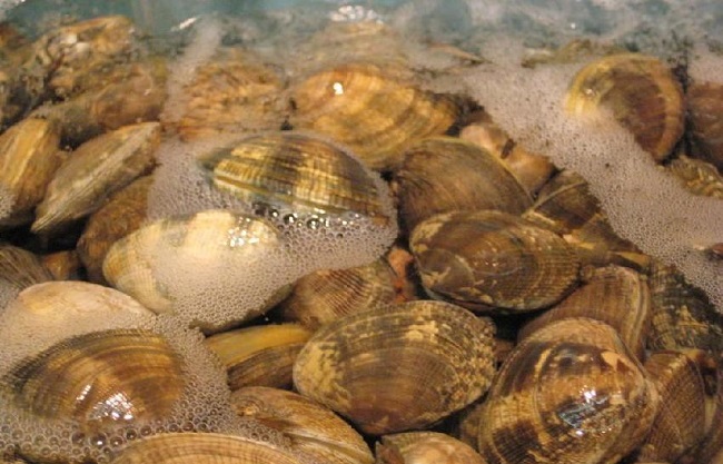 Chỉ 1 mẹo nhỏ của người Nhật mà cát trong nghêu bị đánh bay không còn 1 hạt dù là nhỏ nhất!