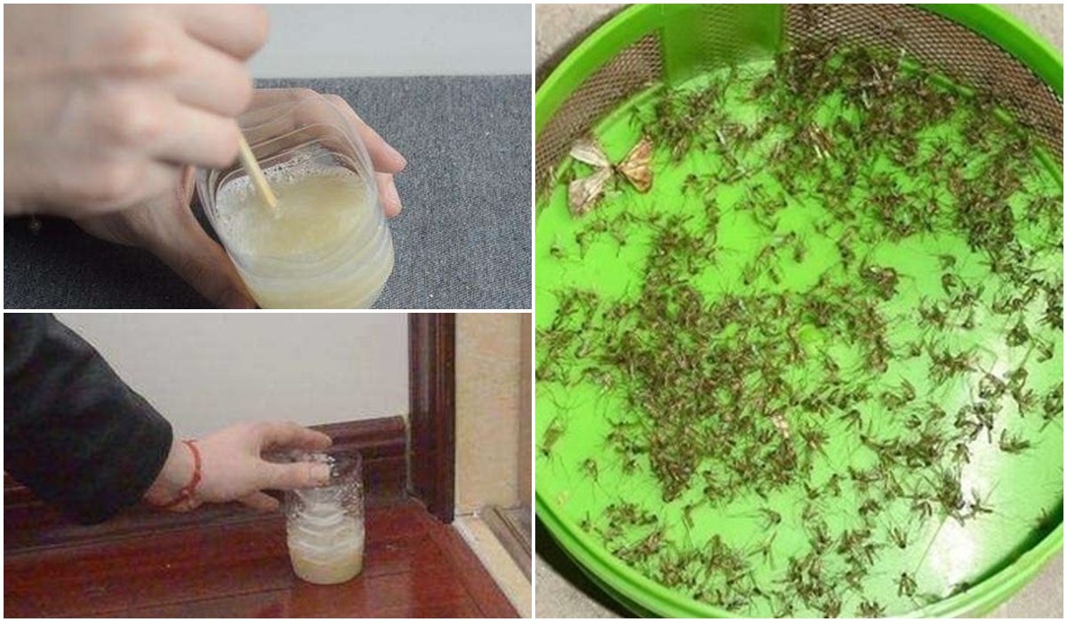 Chỉ cần chút bia uống dở, sau 1 đêm là diệt sạch muỗi trong nhà, hơn cả phun thuốc