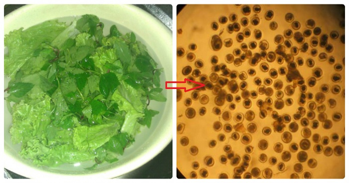 Sai lầm khi ngâm rửa rau sống khiến giun sán làm tổ khắp cơ thể, không gột rửa được hóa chất gây ung thư