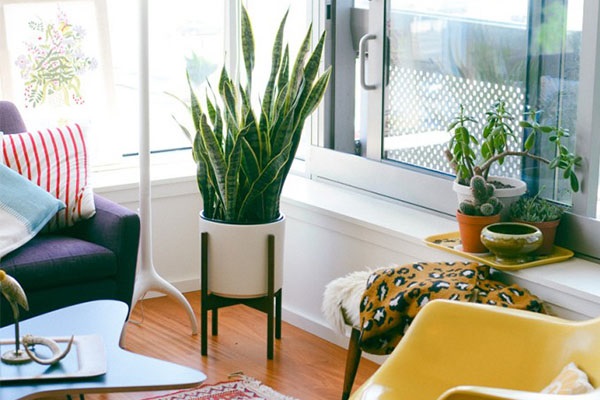 3 loại cây cảnh nên đặt trong phòng ngủ để tăng vượng khí, tốt cho sức khỏe nhà có trẻ nhỏ càng nên có