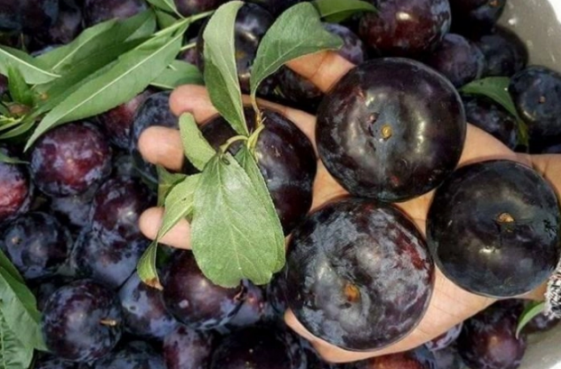 6 loại quả chính hiệu TRUNG QUỐC đang ‘đội lốt’ hàng sạch, mẹ nhớ tránh xa kẻo rước độc về nhà