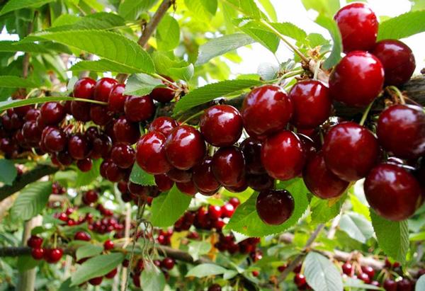 3 bước trồng cây Cherry đơn giản không ngờ, thu hoạch vài trăm quả mỗi ngày ăn đã đời