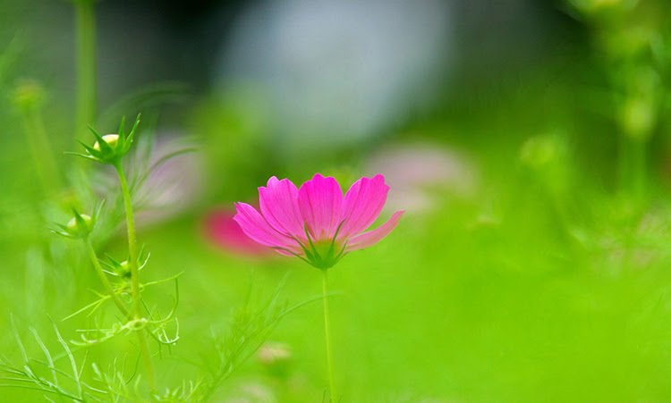 Tử vi 12 con giáp trong ngày 25/6/2018