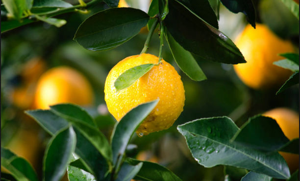 Tử vi 12 con giáp trong ngày 26/6/2018