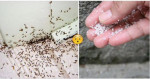 Nhà Bạn Sẽ Không Còn 1 Con KIẾN Nào Chỉ Với Cách ĐƠN GIẢN Mà HIỆU QUẢ Này, Hãy Thử Áp Dụng Ngay Nhé