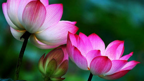 Nếu sự tình không như mong muốn, hãy tin ông trời có an bài khác cho bạn