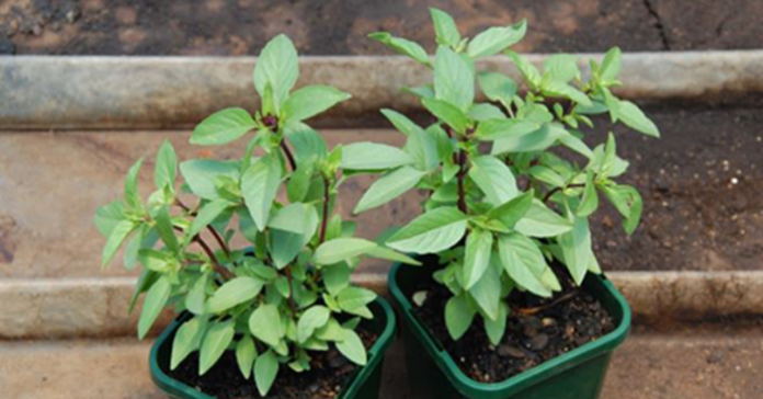 Dù nhà có chật hẹp bạn cũng nên trồng ngay một cây húng quế ngay sau khi xem bài viết này